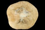 Bargain, Miocene Fossil Echinoid (Clypeaster) - Taza, Morocco #174367-2